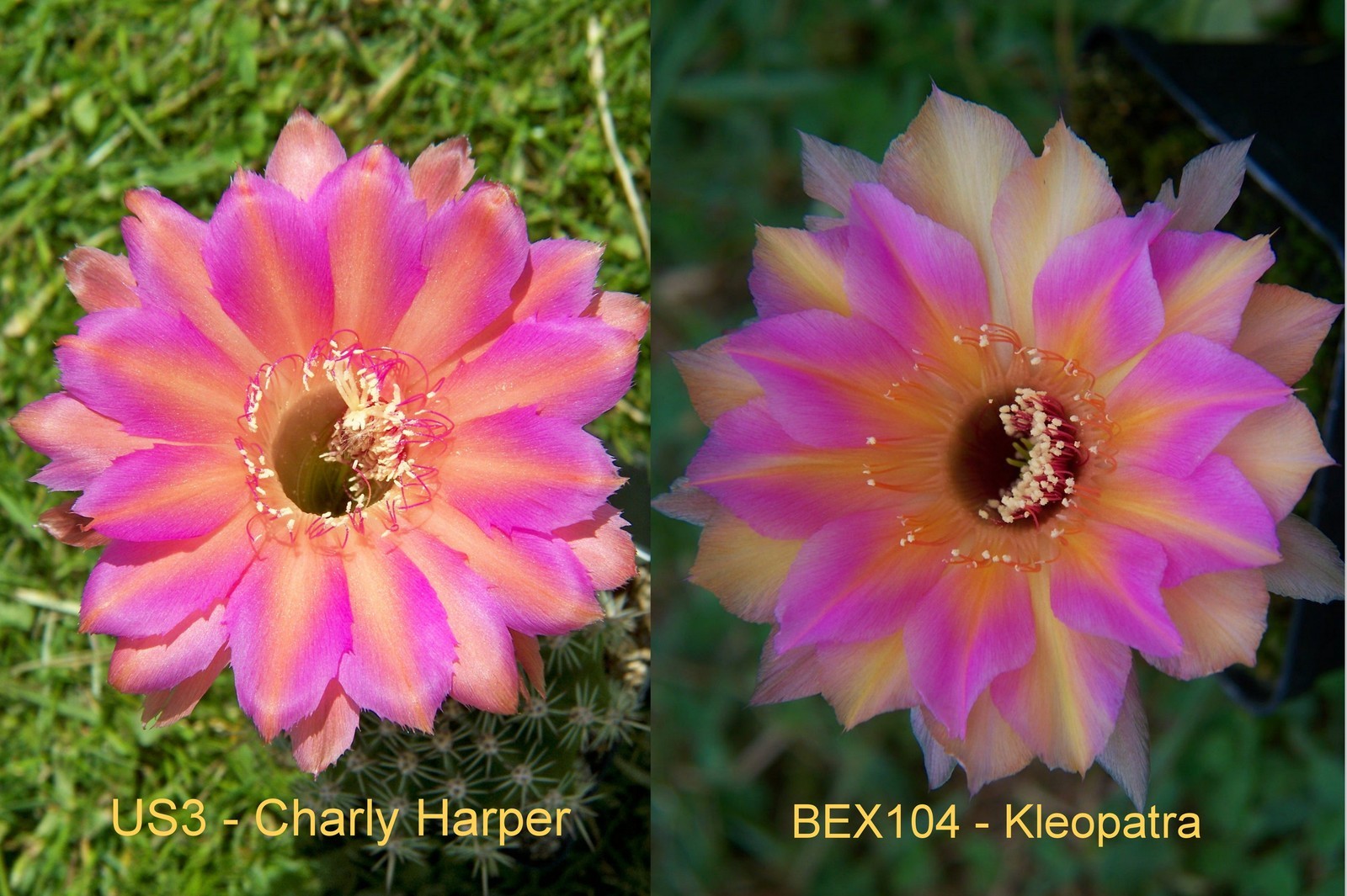 Echinopsis hybrid US11.2013 US3 x BEX104 - Kleopatra